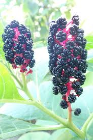 Attēlu rezultāti vaicājumam “Phytolaccaceae”