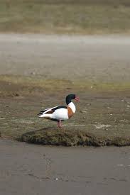 Attēlu rezultāti vaicājumam “Tadorna tadorna”