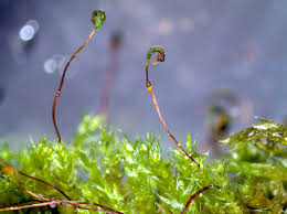 Attēlu rezultāti vaicājumam “Brachythecium salebrosum sporophyte”