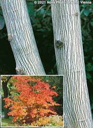 Attēlu rezultāti vaicājumam “Acer rufinerve”