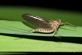 Attēlu rezultāti vaicājumam “Siphlonurus”