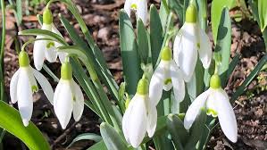 Attēlu rezultāti vaicājumam “Galanthus nivalis leaf”