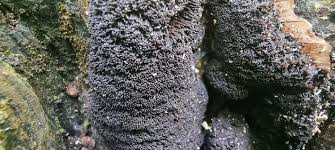 Attēlu rezultāti vaicājumam “Symphytocarpus flaccidus spores”