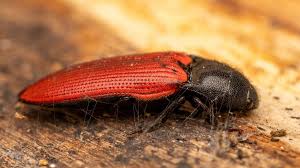 Attēlu rezultāti vaicājumam “Ampedus sanguineus”