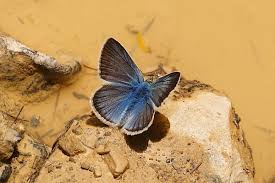 Attēlu rezultāti vaicājumam “Agrodiaetus amandus female”
