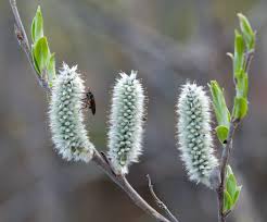 Attēlu rezultāti vaicājumam “Salix lapponum”
