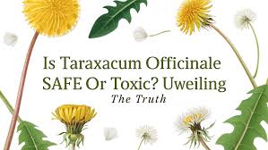 Attēlu rezultāti vaicājumam “Taraxacum”