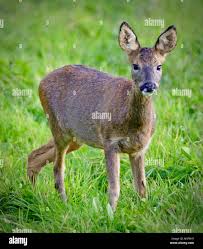 Attēlu rezultāti vaicājumam “Capreolus capreolus”