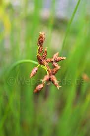 Attēlu rezultāti vaicājumam “Schoenoplectus lacustris subsp. glaucus flower”