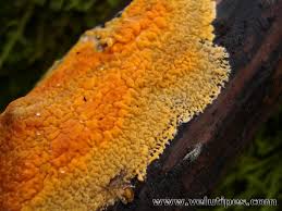 Attēlu rezultāti vaicājumam “Peniophora laurentii”