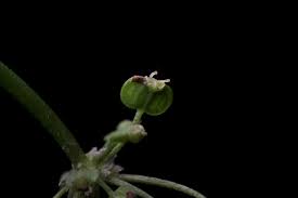 Attēlu rezultāti vaicājumam “Hydrocotyle vulgaris bud”