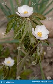 Attēlu rezultāti vaicājumam “Podophyllum hexandrum flower”
