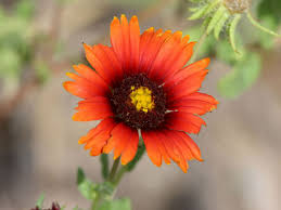 Attēlu rezultāti vaicājumam “Amarillidaceae”