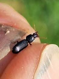 Attēlu rezultāti vaicājumam “Clivina fossor”