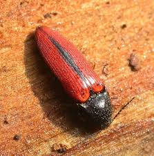 Attēlu rezultāti vaicājumam “Ampedus sanguinolentus”