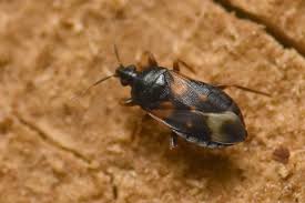 Attēlu rezultāti vaicājumam “Glischrochilus quadripunctatus imago”