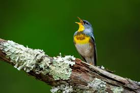 Image result for Parula americana