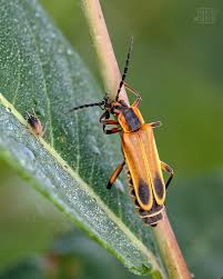 Attēlu rezultāti vaicājumam “Aphodius subterraneus imago”