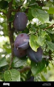 Attēlu rezultāti vaicājumam “Prunus domestica subsp. domestica fruit”