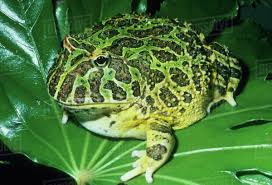 Image result for Ceratophrys ornata