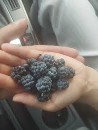 Attēlu rezultāti vaicājumam “Rubus caesius fruit”