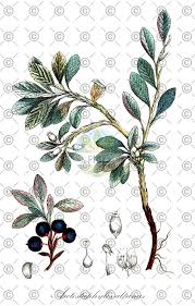 Attēlu rezultāti vaicājumam “Andromeda polifolia fruit”