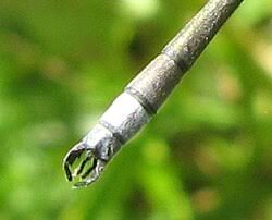 Attēlu rezultāti vaicājumam “Lestes dryas male”