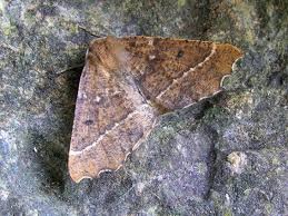 Attēlu rezultāti vaicājumam “Odontopera bidentata”