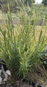 Image result for Reseda luteola