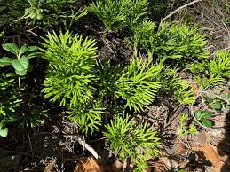 Attēlu rezultāti vaicājumam “Diphasium complanatum”