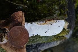 Attēlu rezultāti vaicājumam “Antrodia mellita”