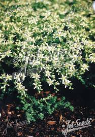 Image result for Sedum acre