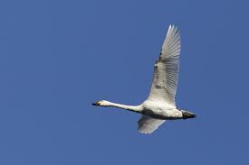 Attēlu rezultāti vaicājumam “Cygnus columbianus”