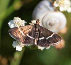 Attēlu rezultāti vaicājumam “Pyrausta cingulata”