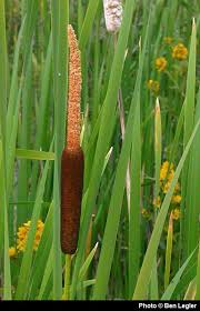 Attēlu rezultāti vaicājumam “Typha latifolia leaf”