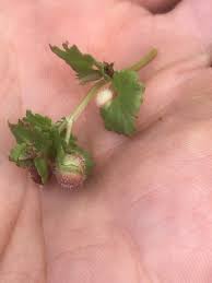 Attēlu rezultāti vaicājumam “Liposthenes glechomae”