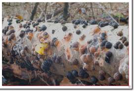 Attēlu rezultāti vaicājumam “Hypoxylon multiforme”