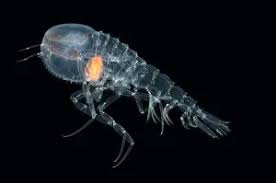 Attēlu rezultāti vaicājumam “Amphipoda”