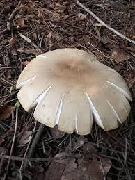 Image result for macrocybe titans