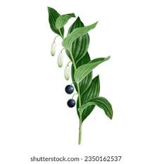 Attēlu rezultāti vaicājumam “Polygonatum odoratum fruit”