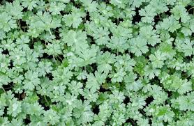 Attēlu rezultāti vaicājumam “Geranium bohemicum bud”