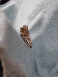 Attēlu rezultāti vaicājumam “Catoptria fulgidella”