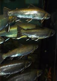 Image result for Salvelinus malma