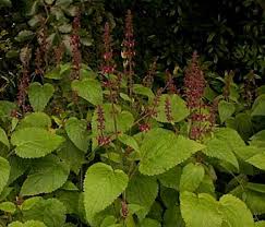 Attēlu rezultāti vaicājumam “Stachys sylvatica”