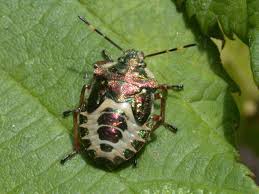 Attēlu rezultāti vaicājumam “Troilus luridus”