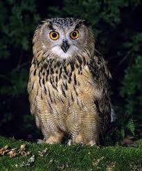 Attēlu rezultāti vaicājumam “Bubo bubo adult”