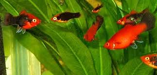 Image result for Platycephalus richardsoni