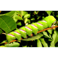 Attēlu rezultāti vaicājumam “Sphinx ligustri larva”