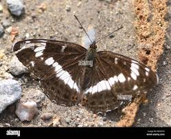 Attēlu rezultāti vaicājumam “Limenitis camilla”