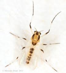 Attēlu rezultāti vaicājumam “Cricotopus”